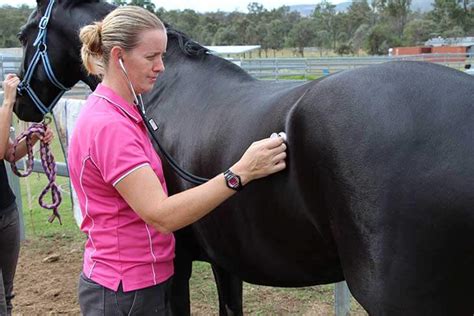 Horse Colic Treatment | EEVS