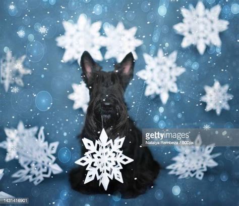 172 Black Scottish Terrier Stock Photos, High-Res Pictures, and Images ...