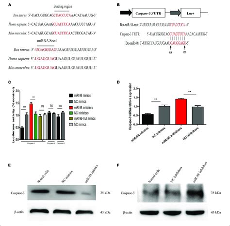 Bta Mir Directly Targets Caspase A Conservation Of The