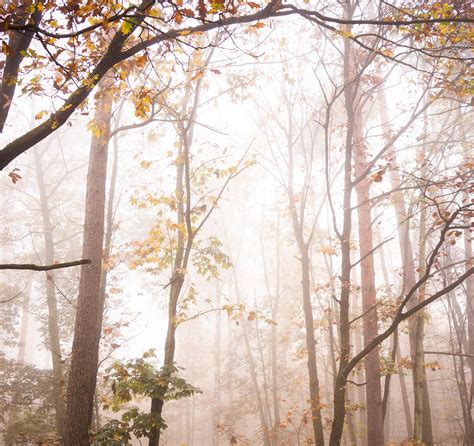 Forêt Des Arbres La Nature De Photo gratuite sur Pixabay Pixabay