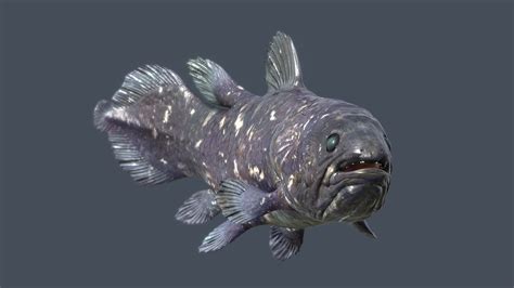 Coelacanth Genus Latimeria 3d Model By Lanking 162ba6f Sketchfab