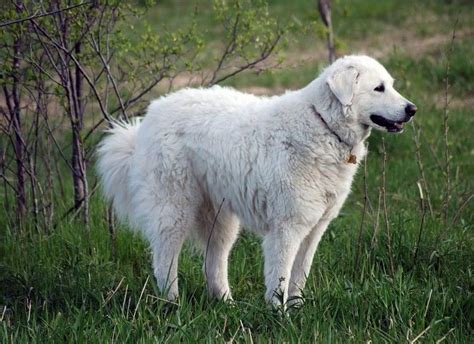 Learn All About The Kuvasz Dog Loyal Guardian And Caregiver