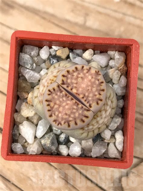 SHPR9184 Lithops julii ssp fulleri v fulleri C024 Кактус онлайн