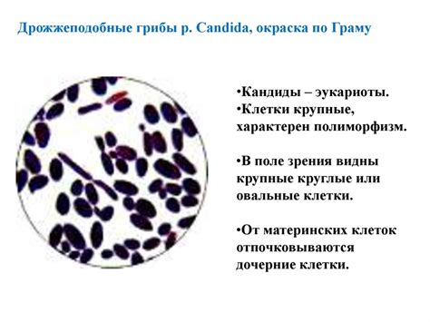 Экзаменационные микропрепараты - презентация онлайн