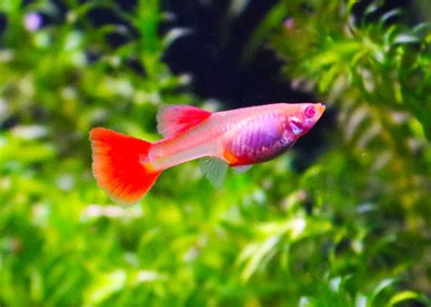 Guppy - Female Full Red Guppy Albino 3-4cm -Coburg Aquarium