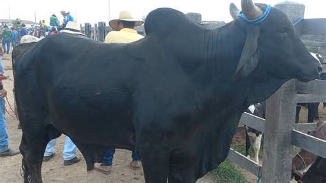 Feira De Gado Fazendo Um Giro Geral Na Feira De Dois Riachos AL 17 05