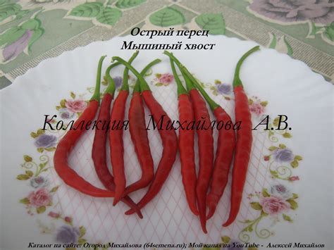 Острый перец Мышиный Хвост.