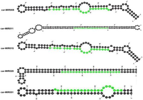 Predicted secondary structures of five validated novel miRNA precursors ... 