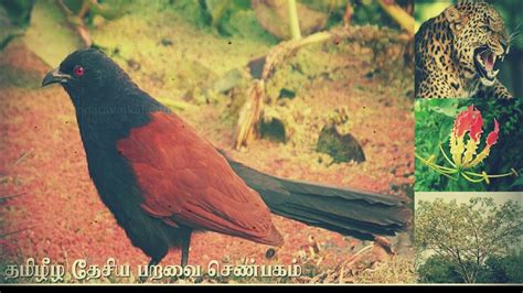 Senbagam The National Bird Of Tamil Eelam Youtube