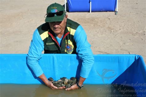 Ibama realiza soltura de 100 mil quelônios na Amazônia Portal Pesca