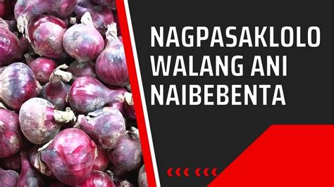 Magsasaka Ng Sibuyas Sa Nueva Ecija Nagpasaklolo Sa Pamahalaan Dahil