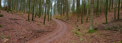 Johanniskreuz Nach Eschkopf Km