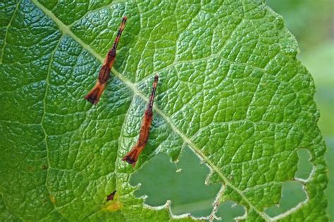 Puss moth larvae | earthstar