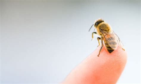 Tan Peque As Y Tan Peligrosas Esto Debes Hacer Si Te Pica Una Abeja