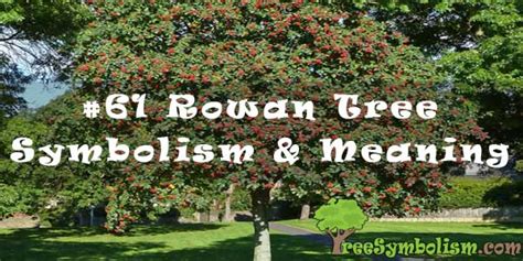 #61 Rowan Tree – Symbolism & Meaning