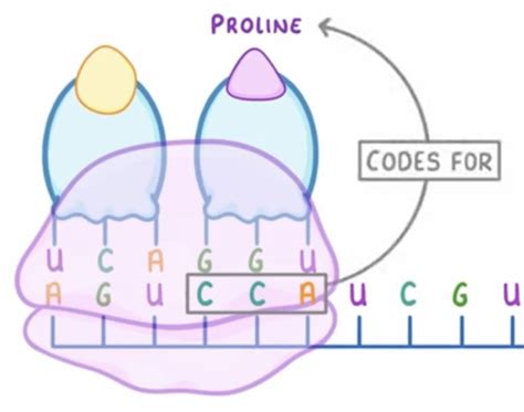 Print Froggy Jumps Cidos Nucleicos Biolog A E S O Prote Nas