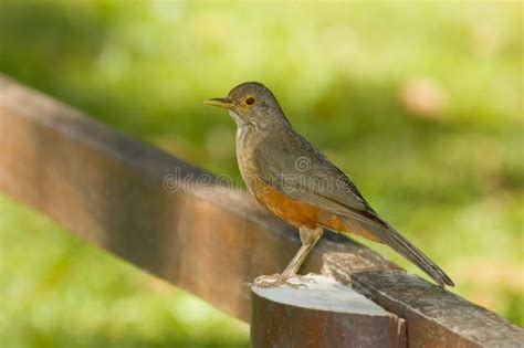 Rufous-bellied Thrush stock photo. Image of thrush, animal - 5450432