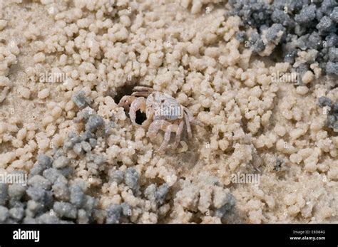 One Of Many Small Ghost Crabs On The Beach At Dar Es Salaam Probably