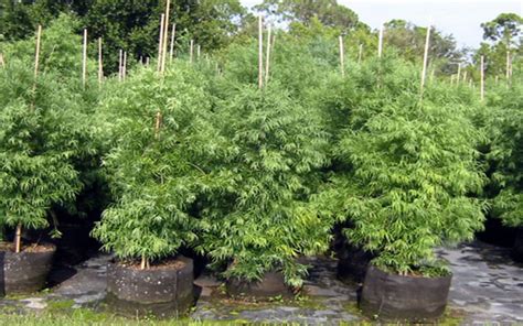 Weeping Podocarpus Tree For Sale North Fort Myers