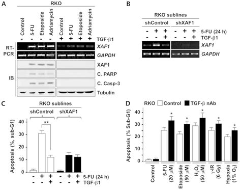 Tgf β1 Protects Colon Tumor Cells From Apoptosis Through Xaf1 Suppression