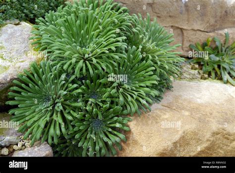 Saxifraga hybrid -Fotos und -Bildmaterial in hoher Auflösung – Alamy