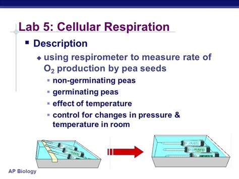 Cellular Respiration Lab Ap Biology