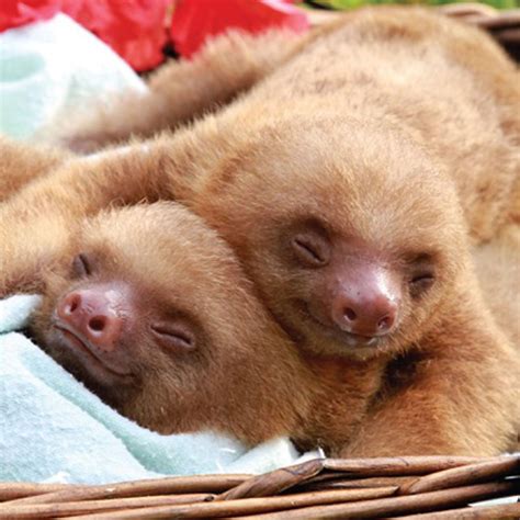 The Worlds Most Beautiful Sloths Are Here To Remind You To Relax