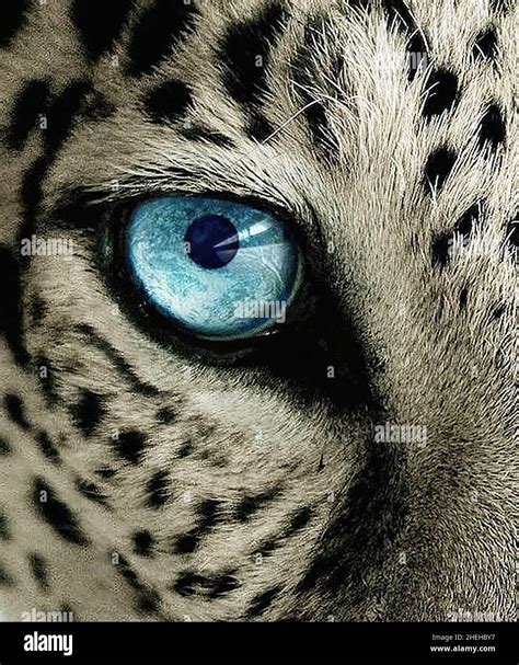 Animal eyes hi-res stock photography and images - Alamy