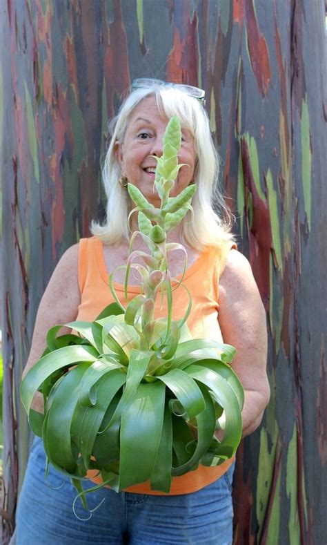 11 best Bromeliads In Trees images on Pinterest | Tropical gardens, Air ...