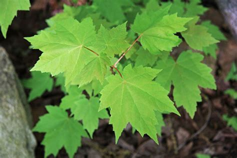 Amur Maple Tree Facts