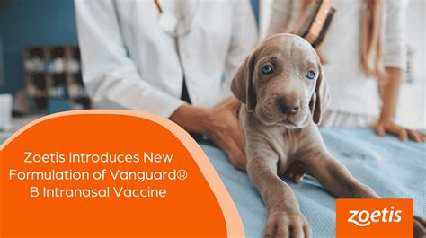 zoetis introduces  formulation  vanguard  intranasal vaccine