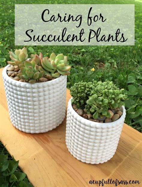 How To Care For Succulent Plants A Cup Full Of Sass