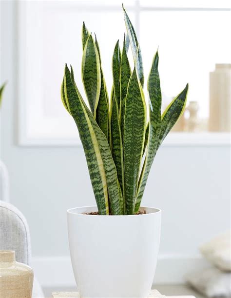 Sansevieria Trifasciata Laurentii Plant World London