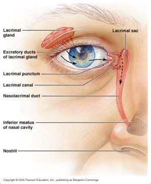 Lacrimal Apparatus