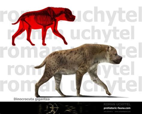 Dinocrocuta, a giant member of the hyena family from the Miocene to ...