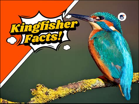 22 Interesting Kingfisher Facts: You Should Know