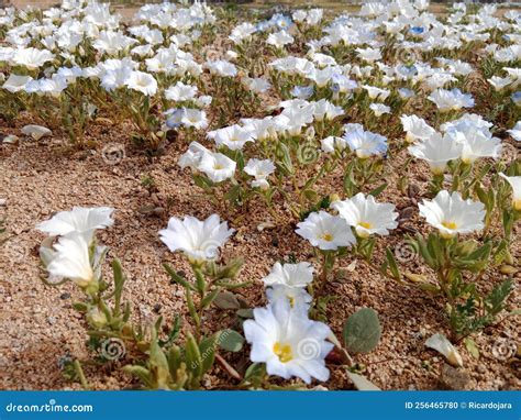 Atacama Desert - Flowering Desert - Chile Stock Photo - Image of autumn, nature: 256465780