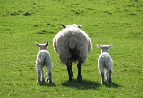 How Do Sheep Mate And Reproduce Joy Of Animals