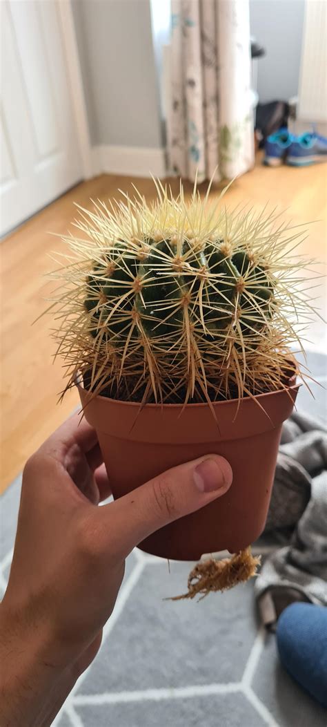 Golden Barrel Cactus has been semi regularly watered for about 5 years