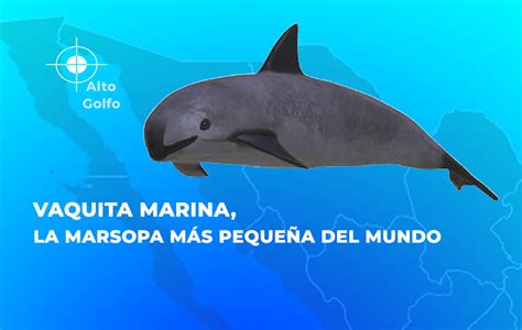 Vaquita Marina La Marsopa M S Peque A Del Mundo Procuraduria Federal