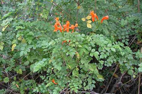 Tecoma Capensis