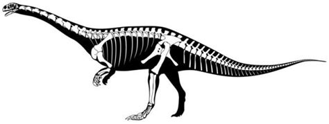 Sarahsaurus Pictures & Facts - The Dinosaur Database