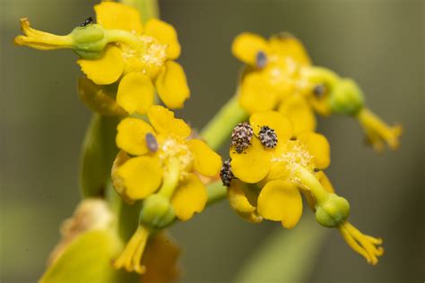 Yellow Milkbush From Malgas South Africa On September 1 2022 At 02 30