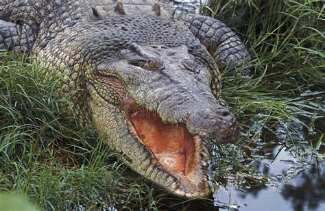 Crocodilo De Água Salgada Australiano Ou Crocodilo Estuarino Crocodilo