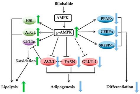 Molecules Free Full Text Bilobalide Suppresses Adipogenesis In 3T3