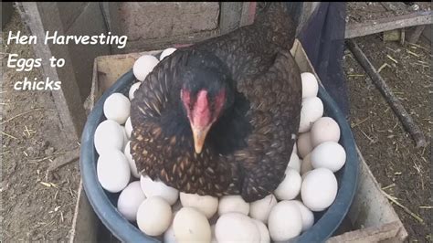 Hen Harvesting Eggs To Chicks Harvesting Hen Youtube