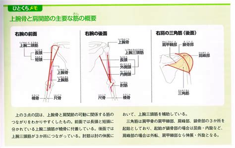 134 ｢55歳の男性。右肩関節の運動時に上腕部に痛みが出現する。自発痛はなく、結節間溝部に圧痛を認める。関節拘縮は認められない。」施術