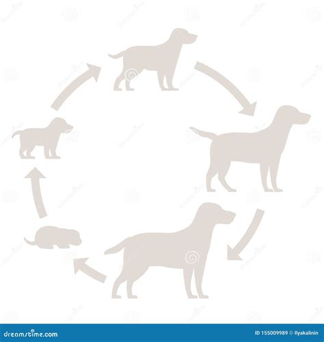 Round Stages Of Dog Growth Silhouette Set From Puppy To Adult Dog