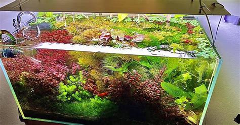 Aquascape Album On Imgur