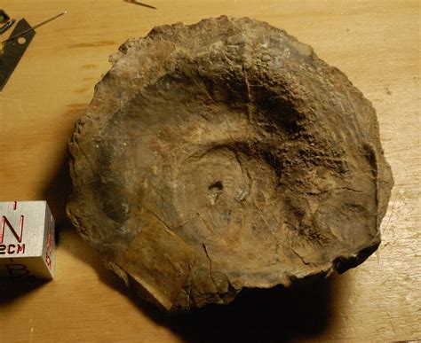 Pliocene? Southern California fossils - Fossil ID - The Fossil Forum